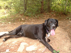 Walter relaxing with a stick on his hike up Mt. Agamenticus
