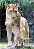 lion_hugging
