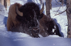 bison_sitting